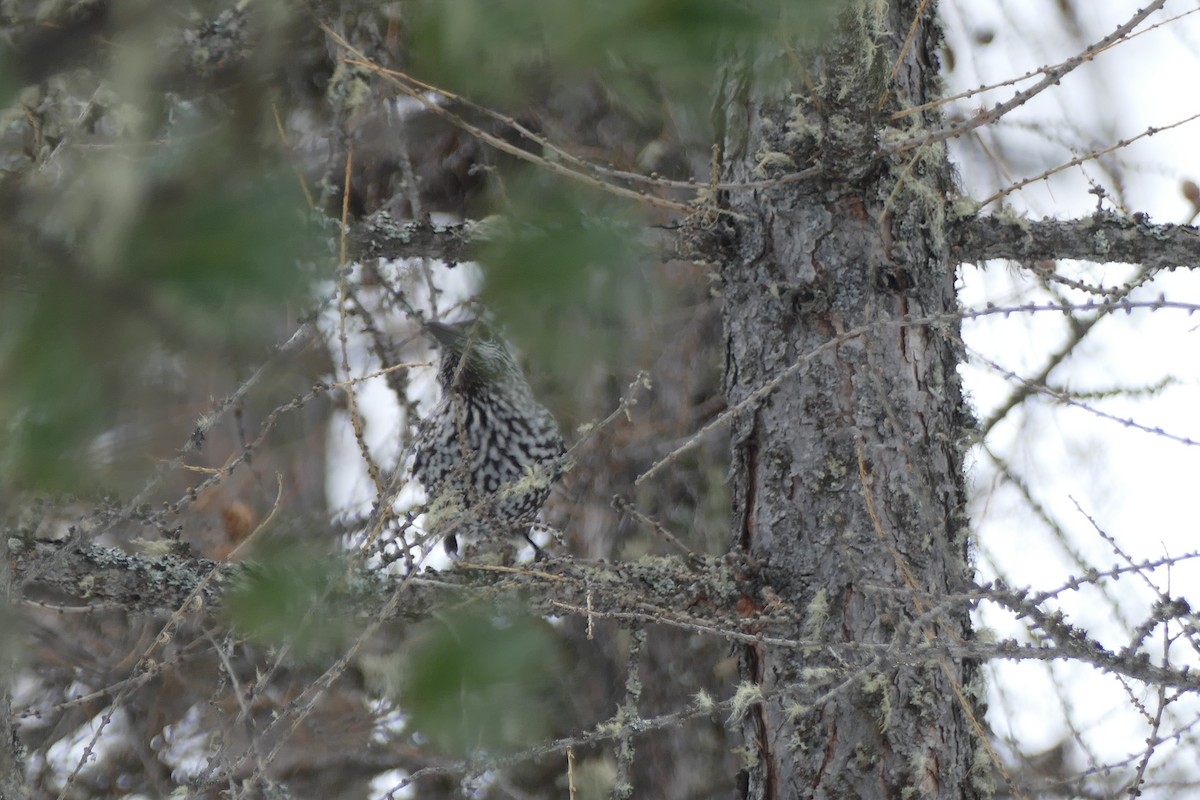 Northern Nutcracker - ML615686562