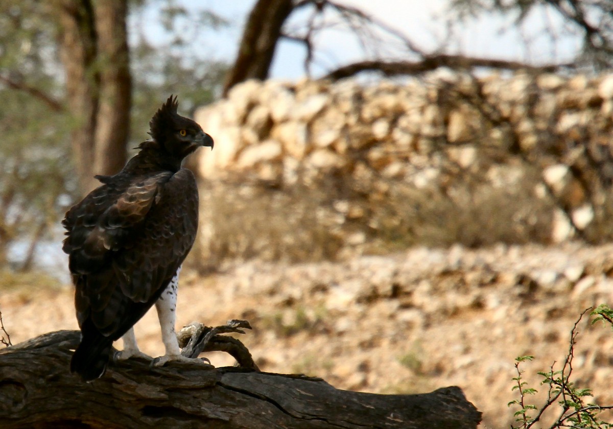 Martial Eagle - ML615686574