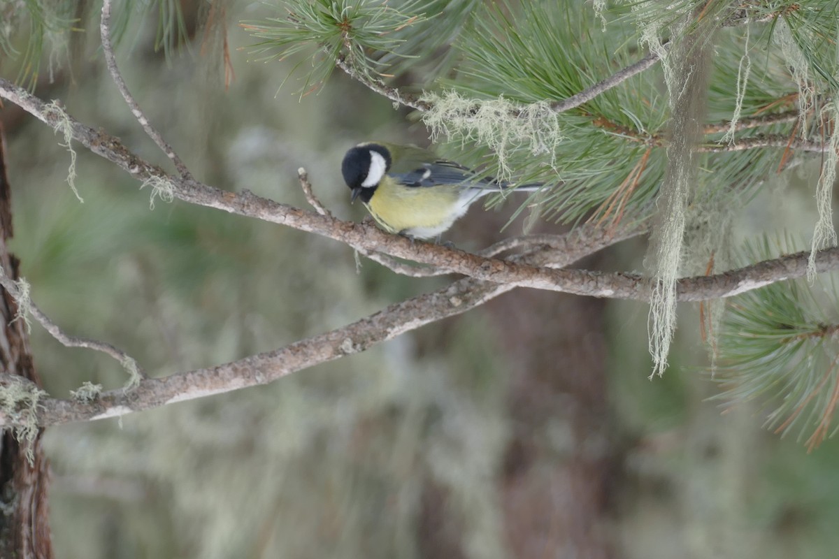 Great Tit - ML615686578