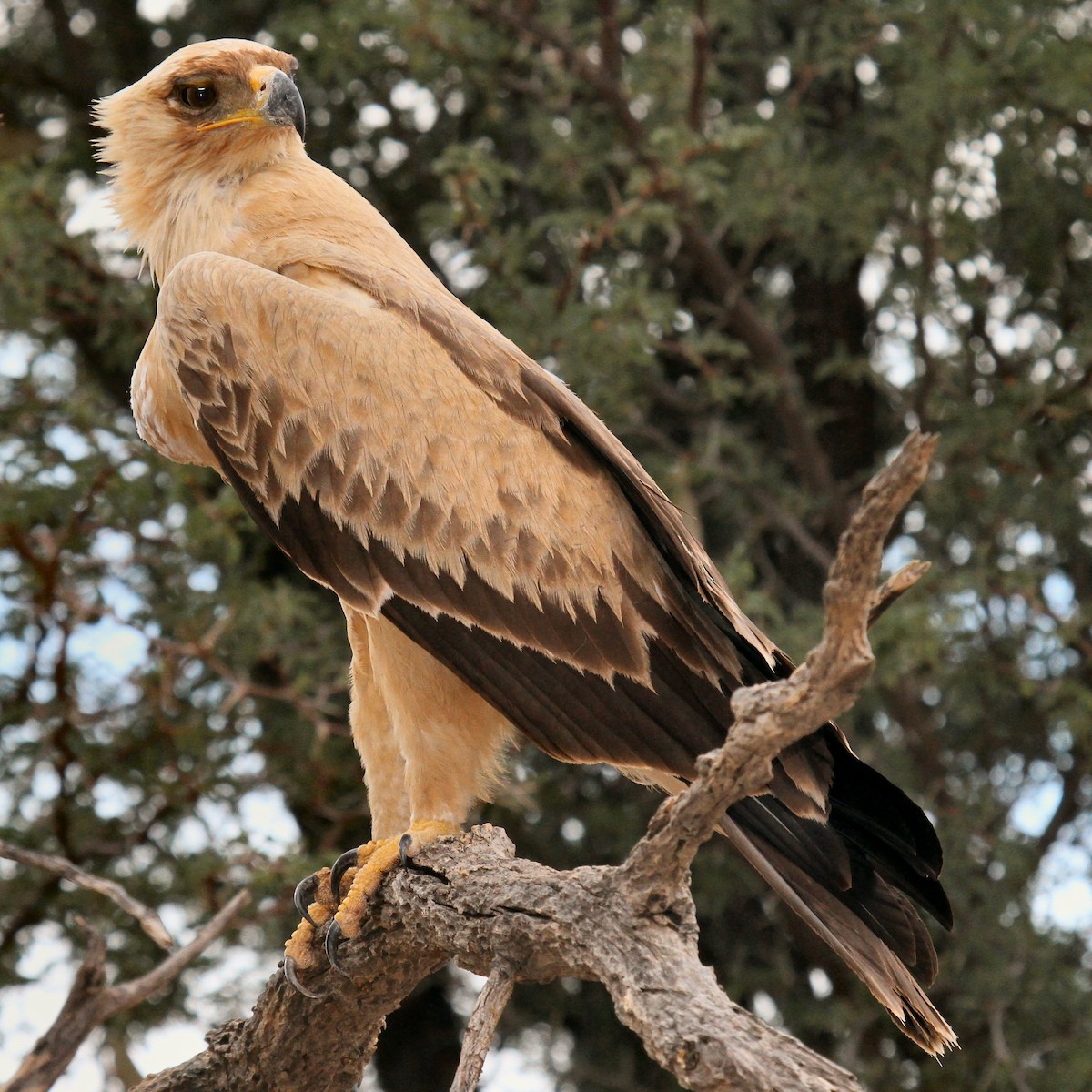 Tawny Eagle - ML615686579