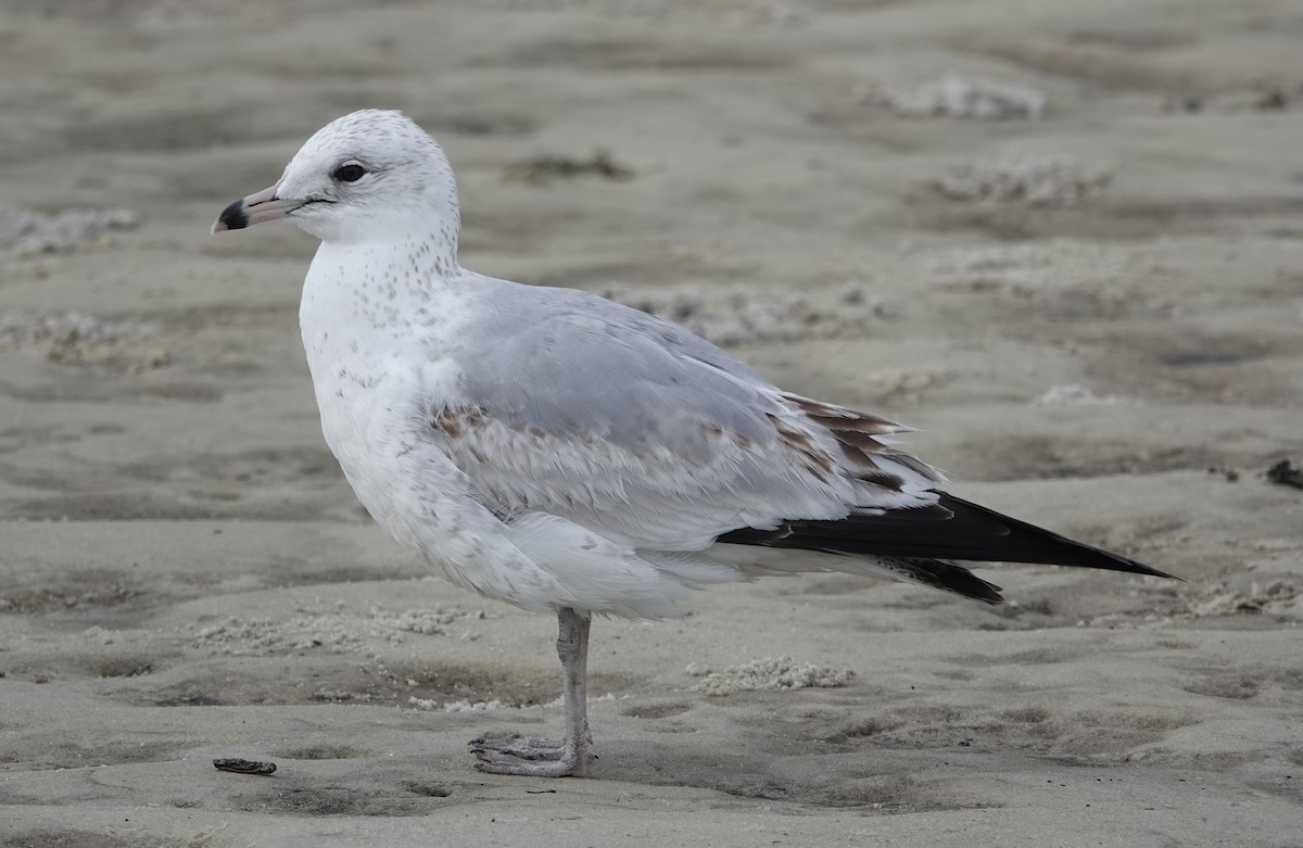 Ring-billed Gull - ML615686591