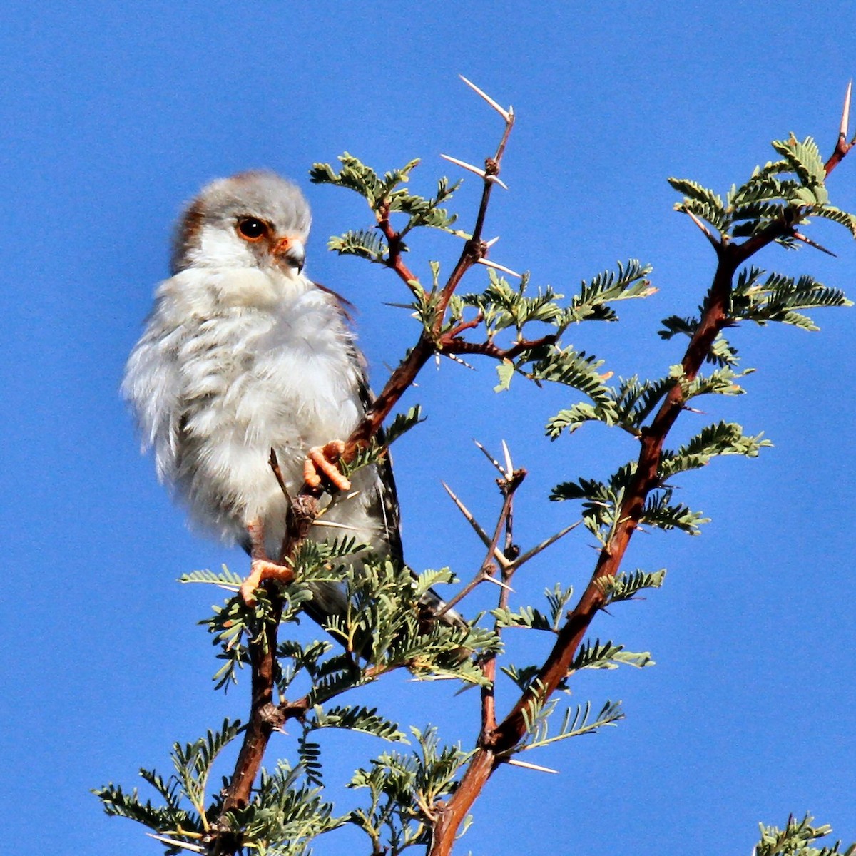 Pygmy Falcon - ML615686600