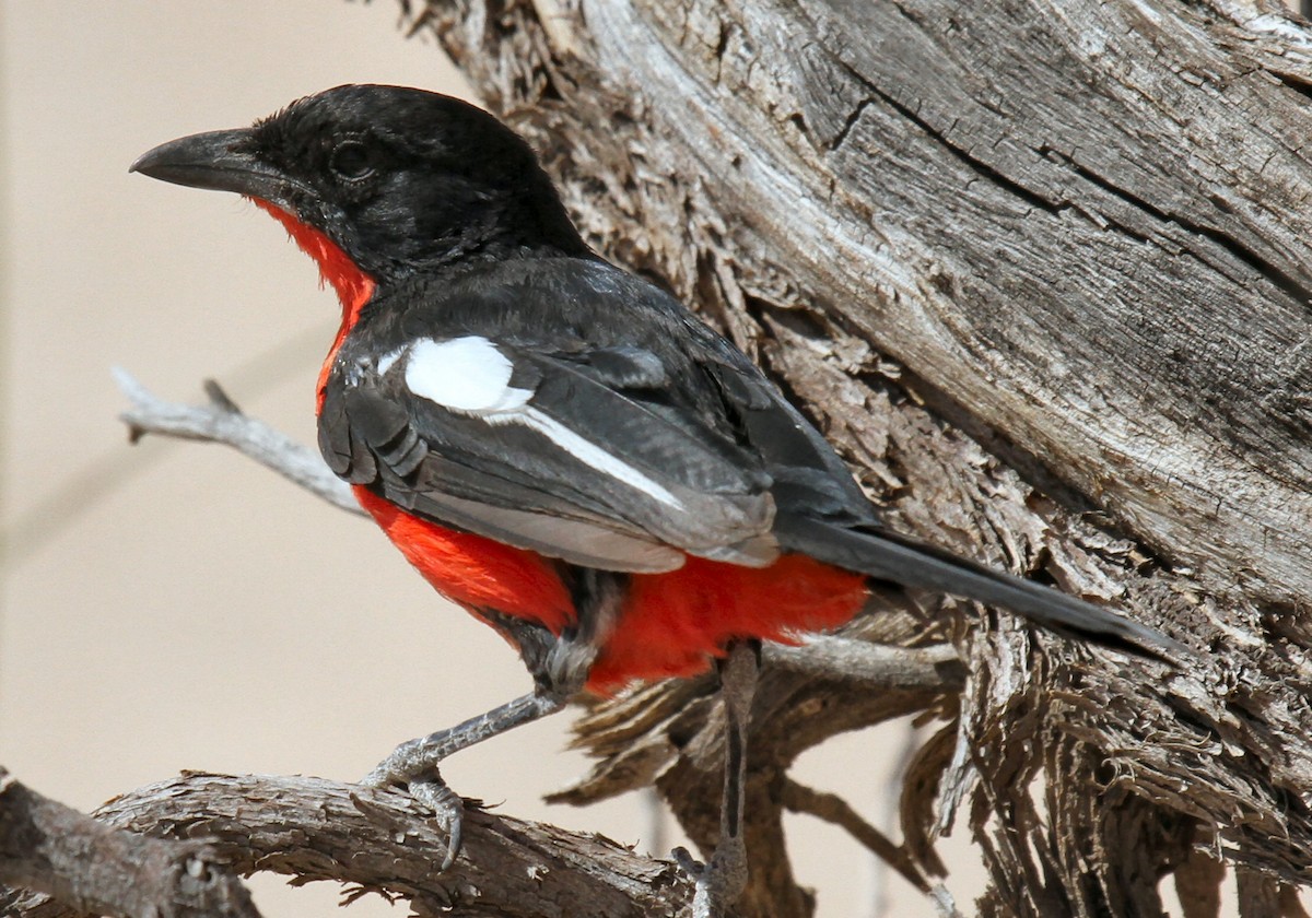 Crimson-breasted Gonolek - Rick Harness