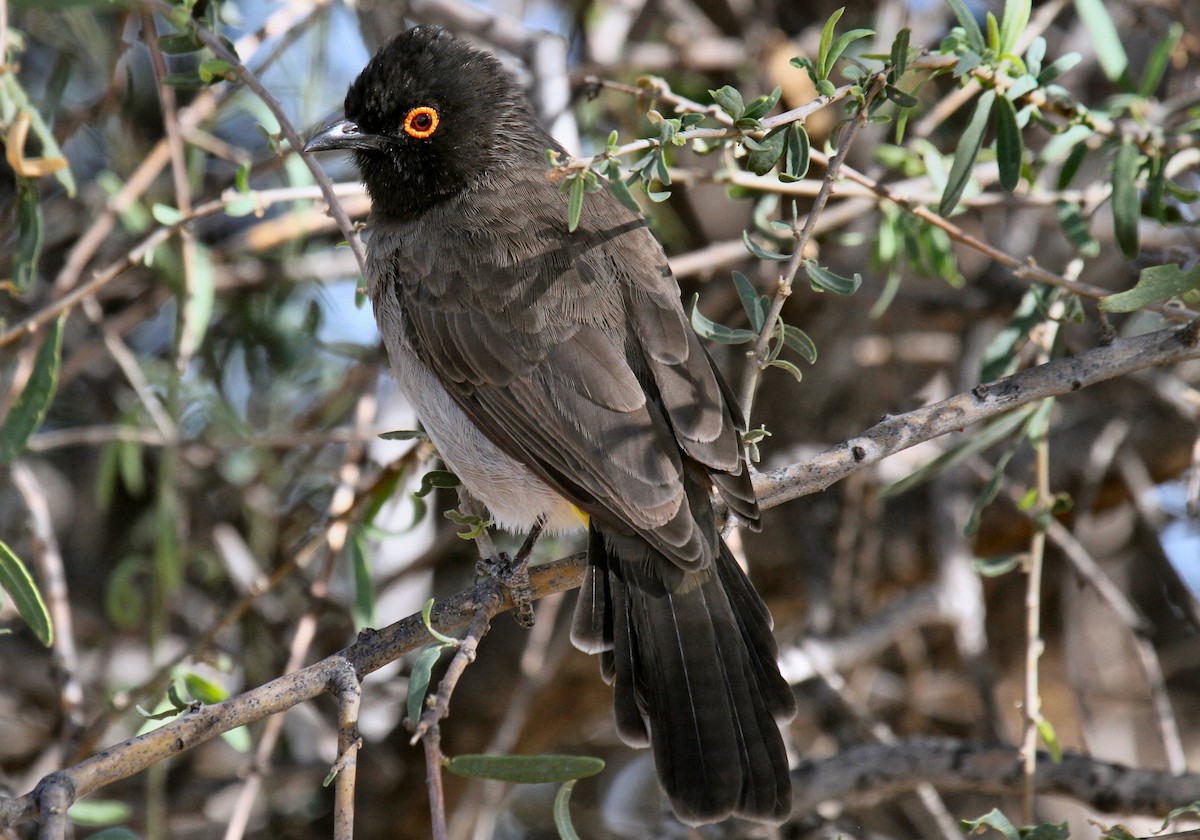 Black-fronted Bulbul - ML615686611