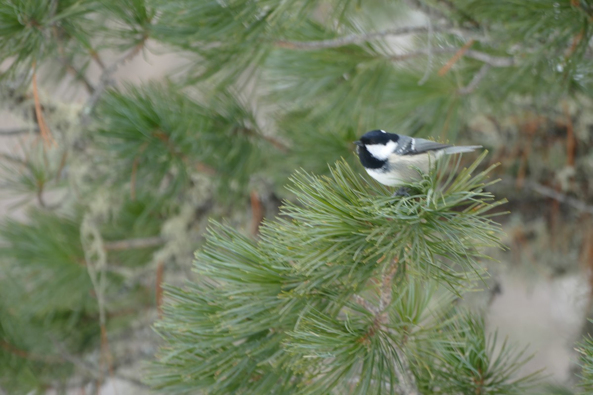 Coal Tit - ML615686619