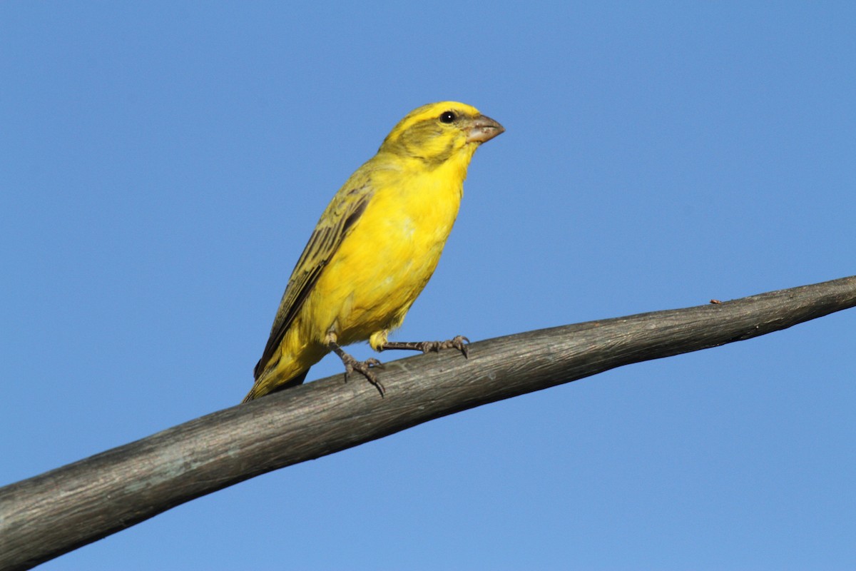 Yellow Canary - ML615686626