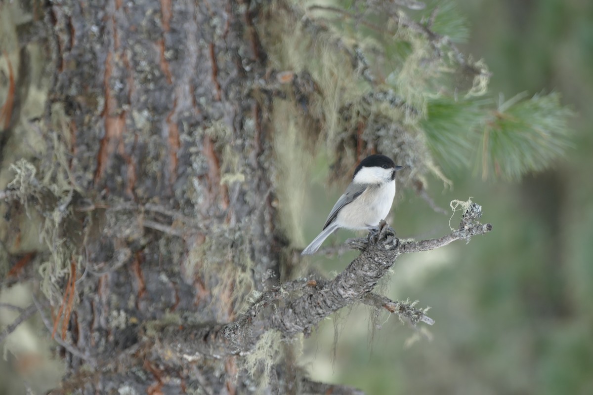Willow Tit - ML615686633