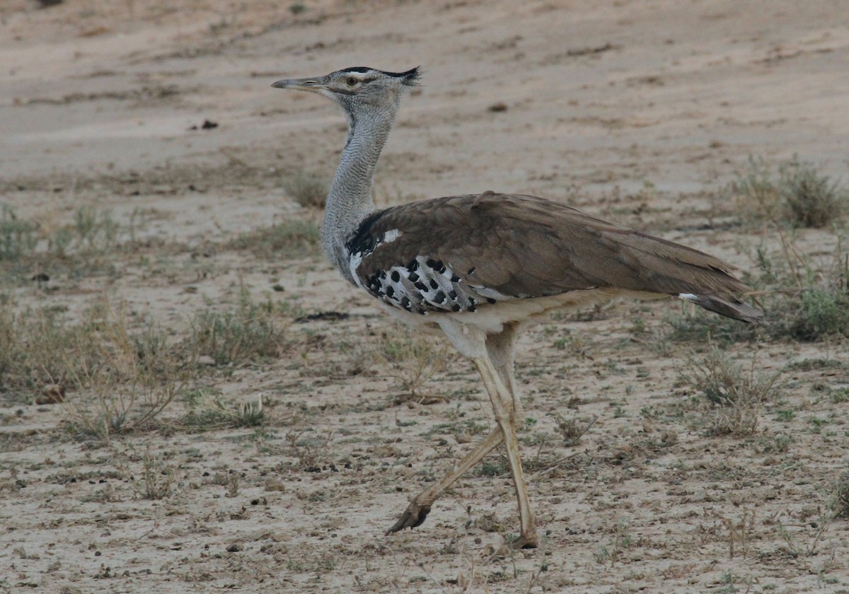 Kori Bustard - ML615686634