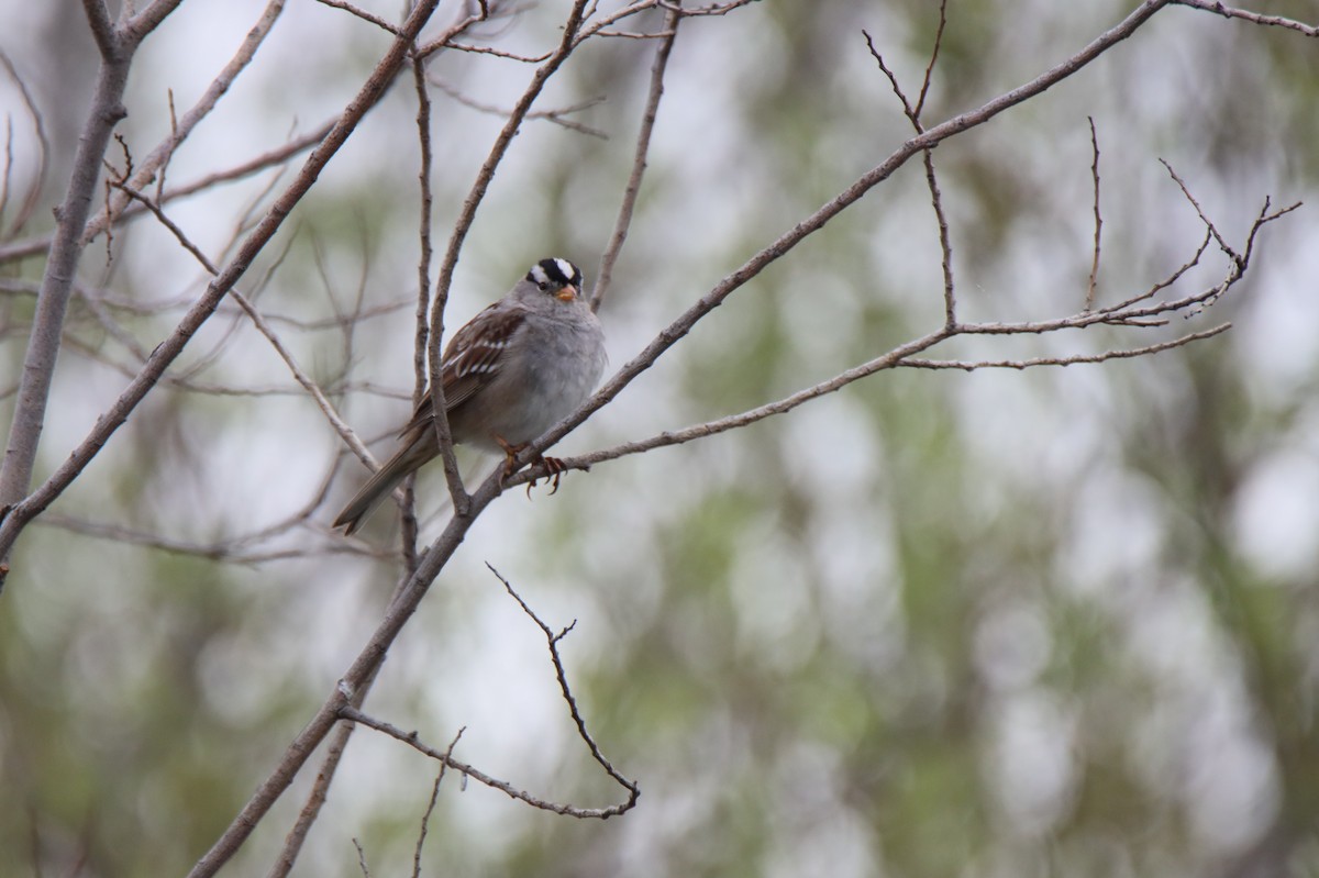 White-crowned Sparrow - ML615686636