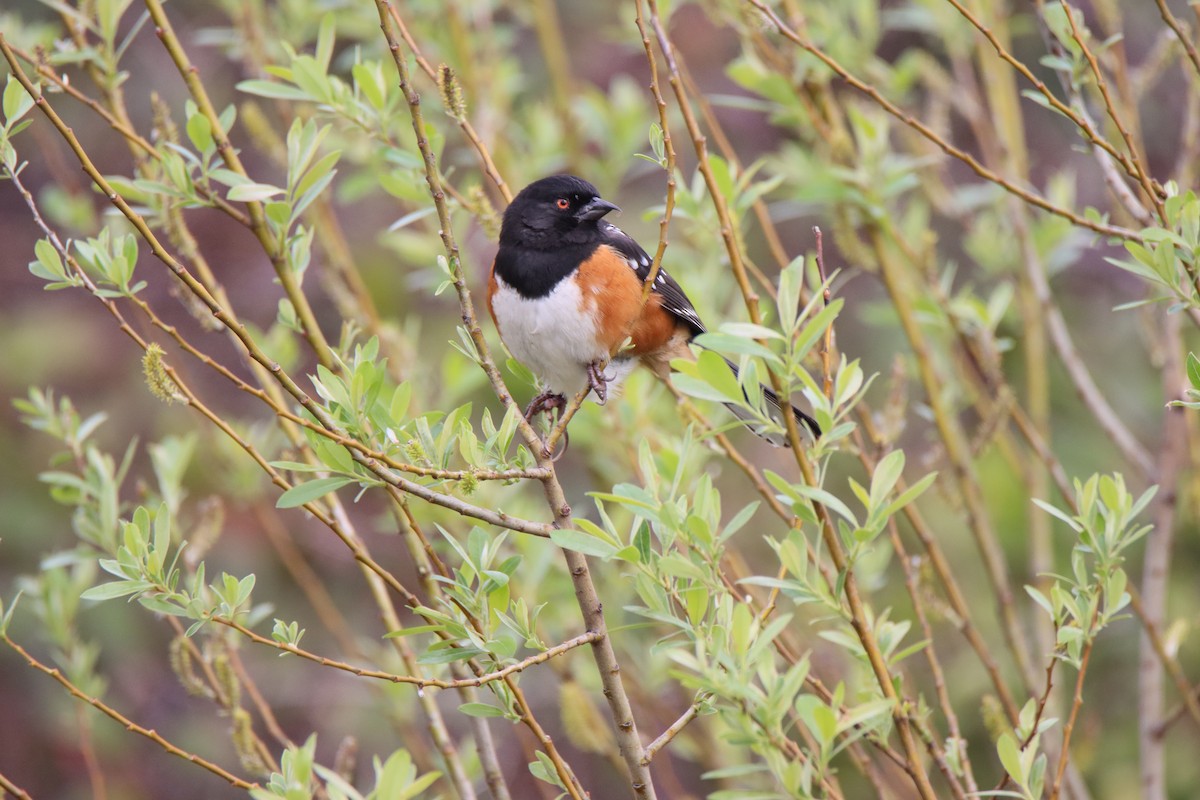 Spotted Towhee - ML615686666