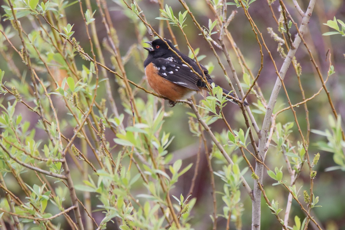 Spotted Towhee - ML615686667