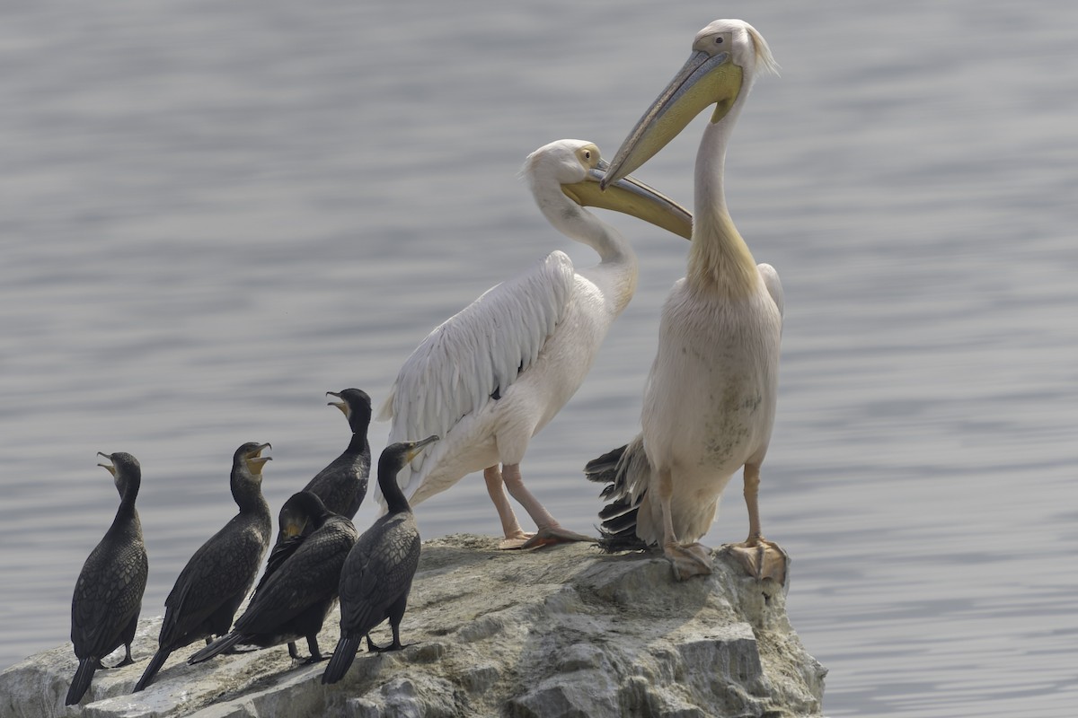 pelikán bílý - ML615686670