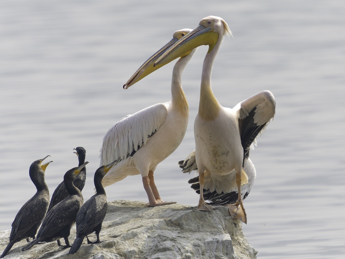 Great White Pelican - ML615686673