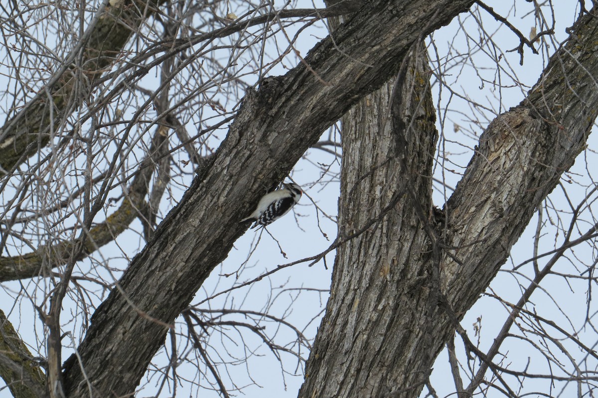 Downy Woodpecker - Alan Collier