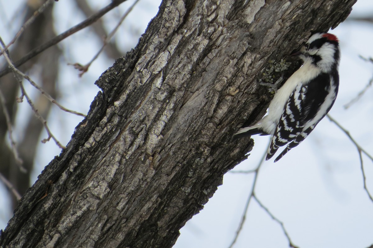 Downy Woodpecker - Alan Collier