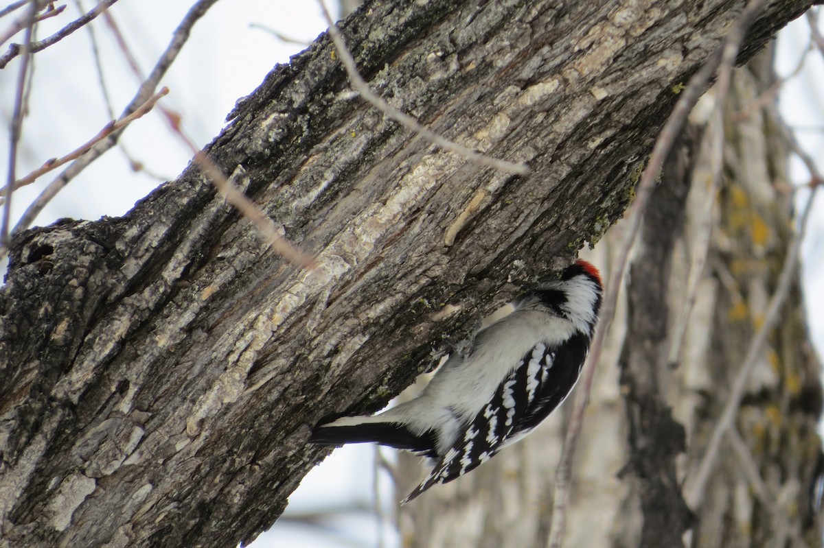 Downy Woodpecker - Alan Collier