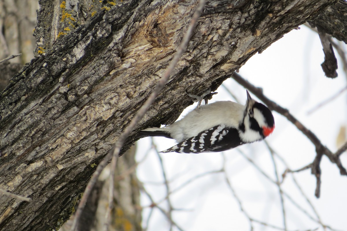 Downy Woodpecker - Alan Collier