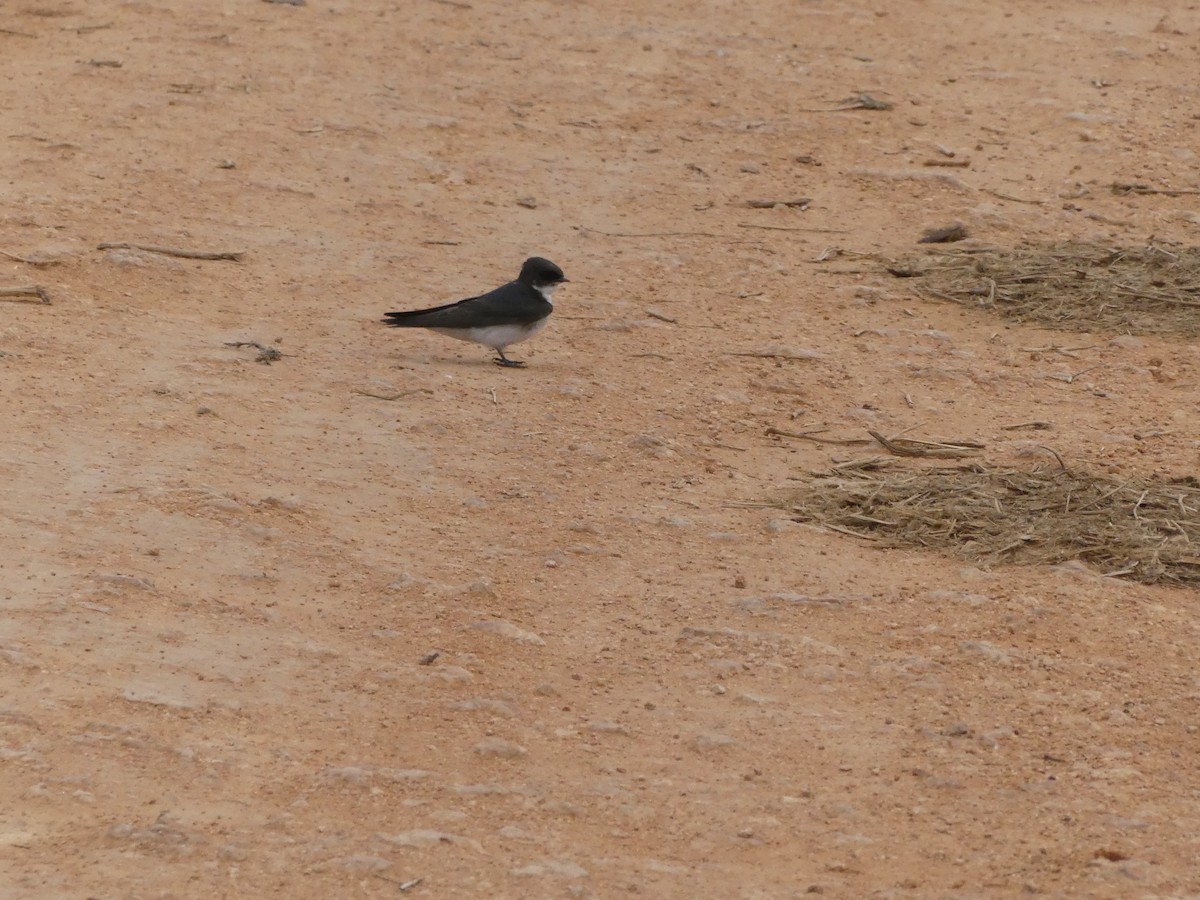 Golondrina Perlada - ML615686885