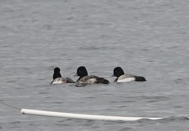 Lesser Scaup - ML615686896