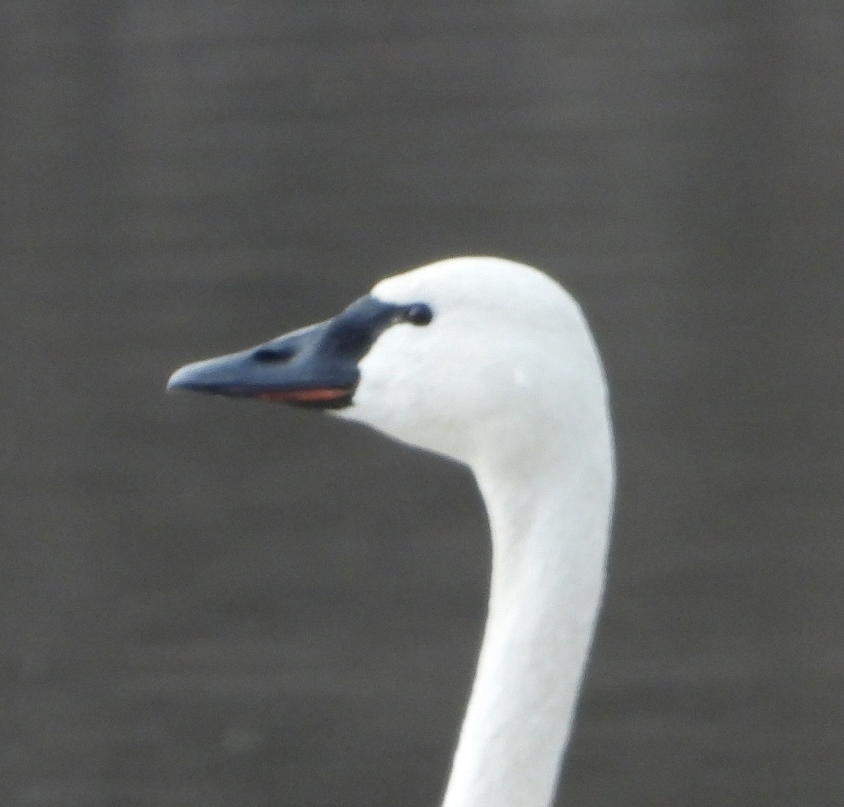 Tundra Swan - ML615686899