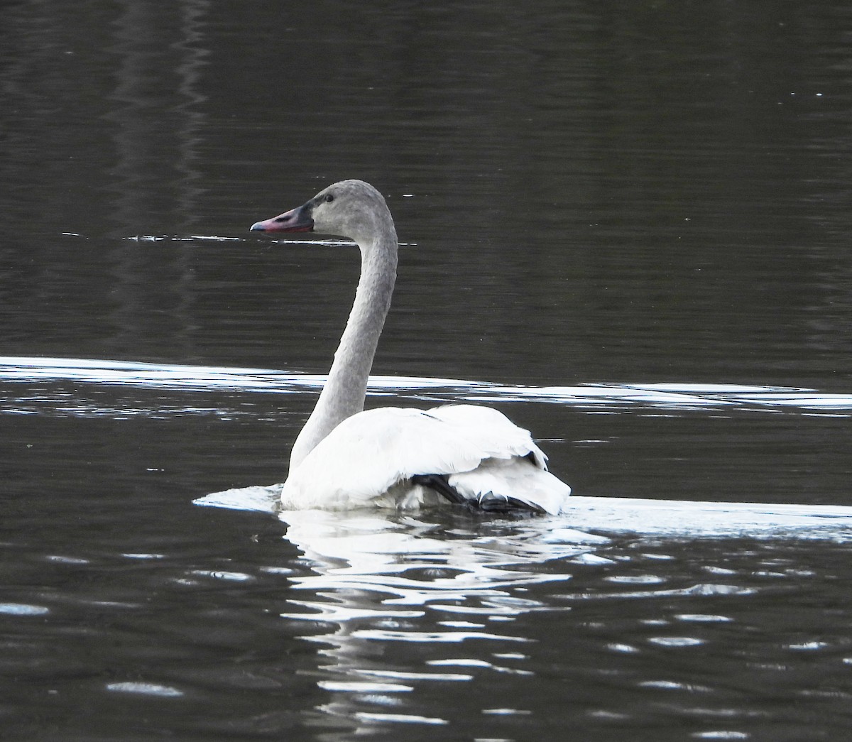 Tundra Swan - ML615686901