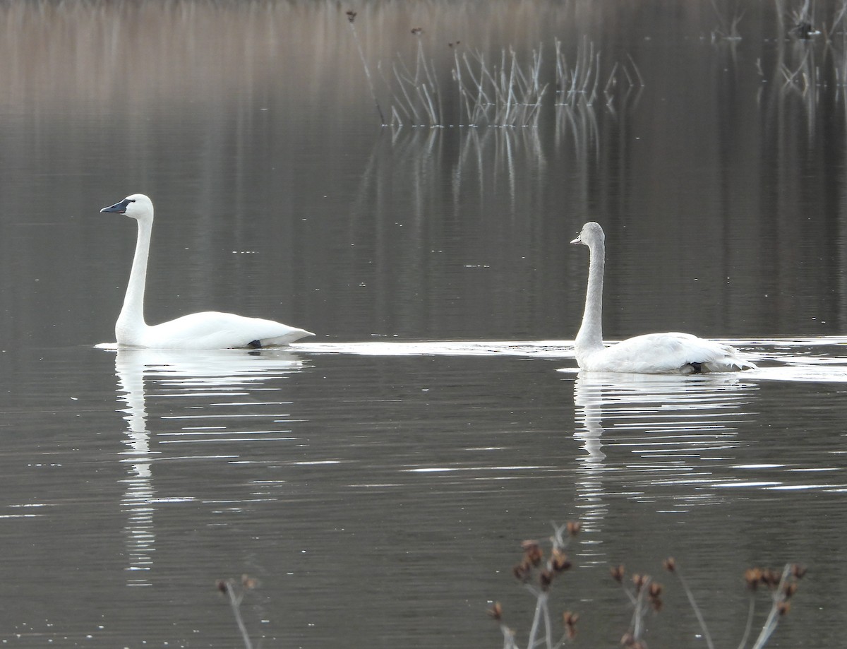 Tundra Swan - ML615686903