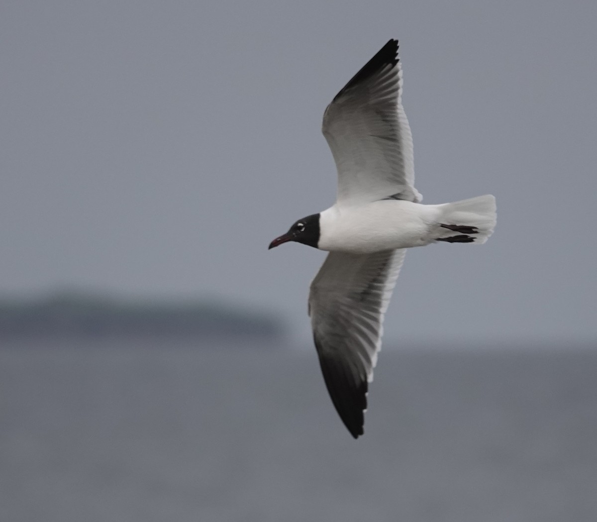 Mouette atricille - ML615686941