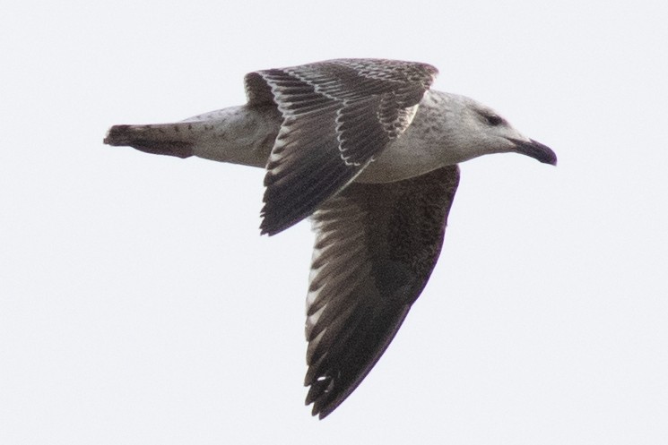 Great Black-backed Gull - ML615687096