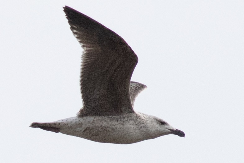 Great Black-backed Gull - ML615687097