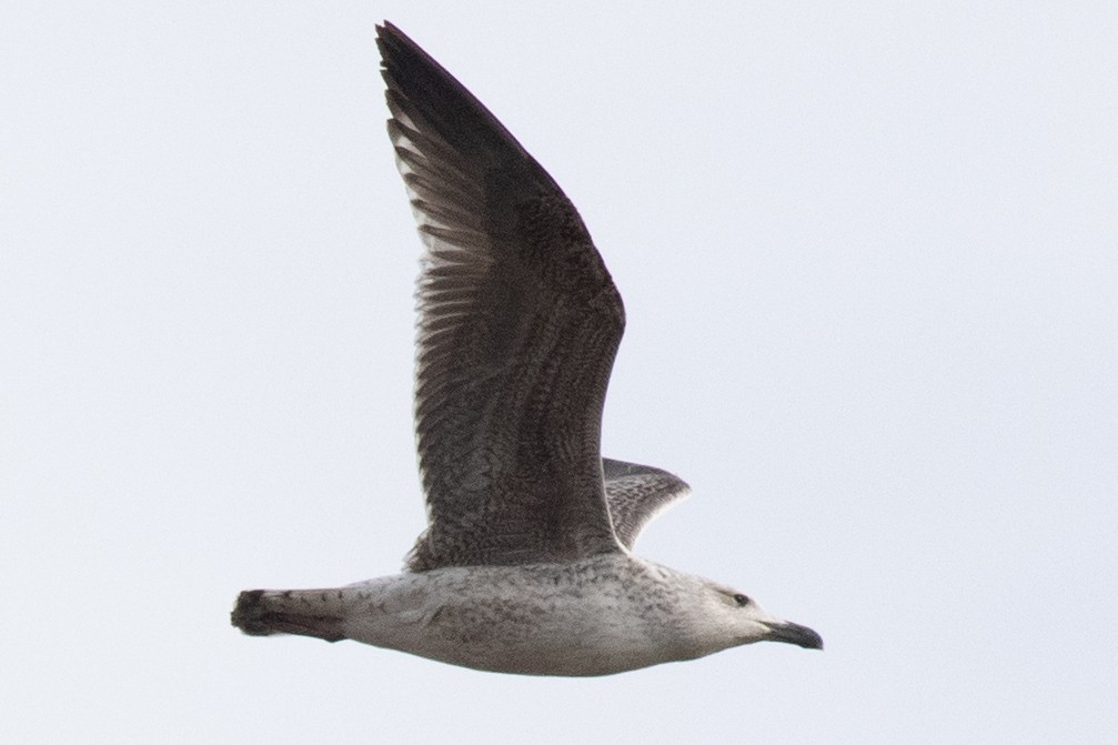 Great Black-backed Gull - ML615687098