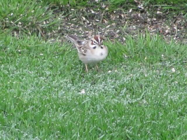 Lark Sparrow - ML61568711