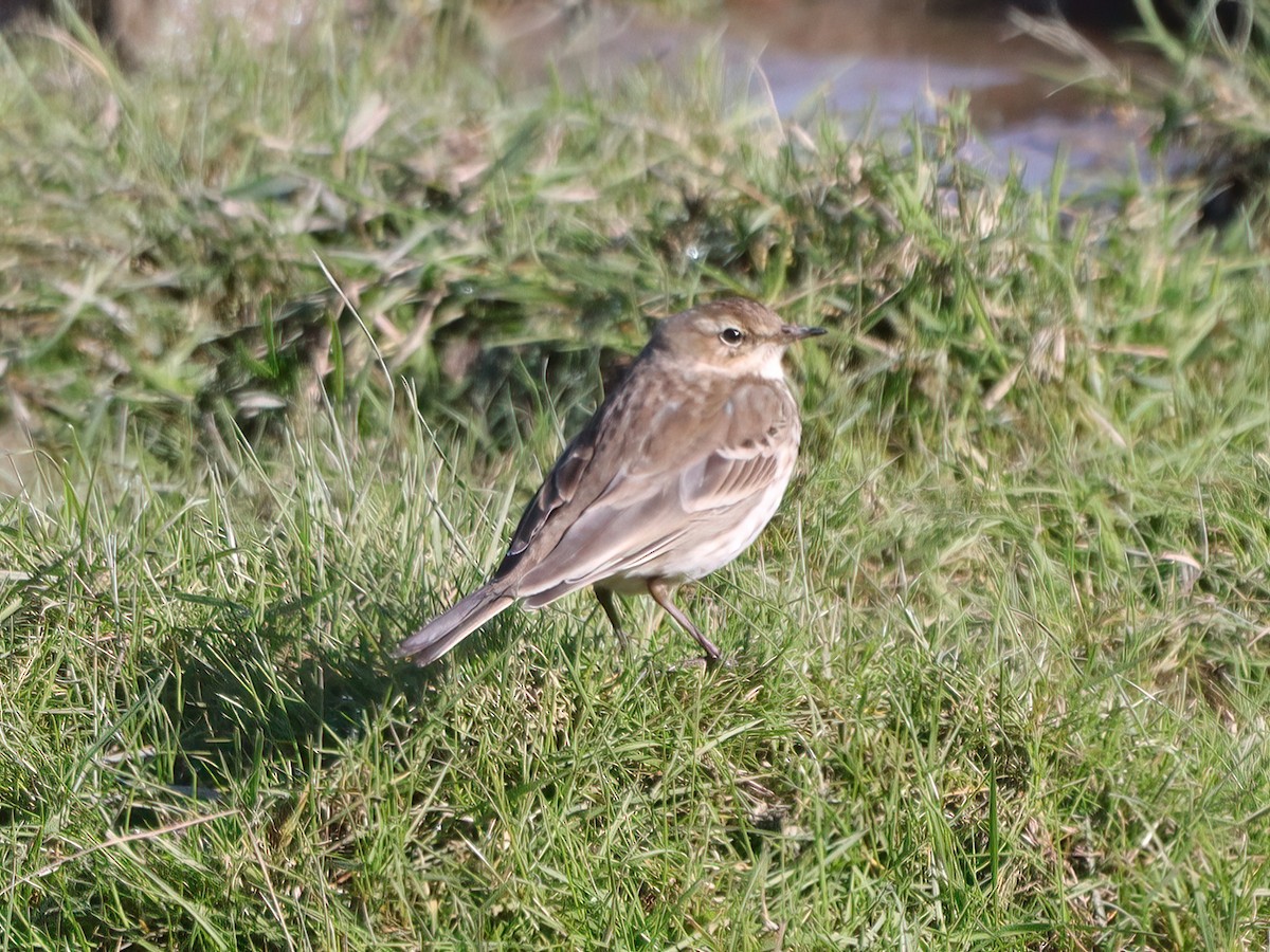 Water Pipit - ML615687133