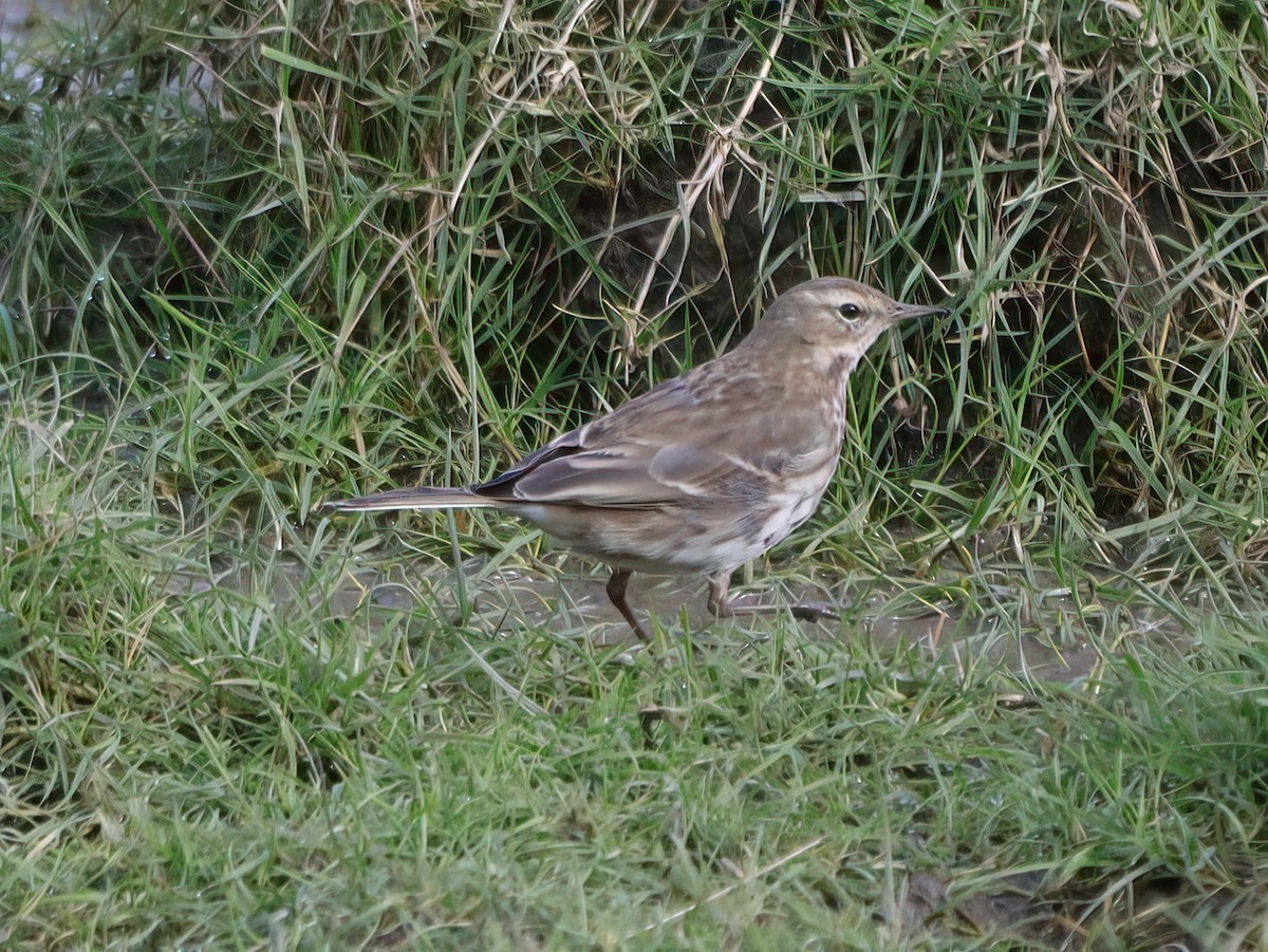 Water Pipit - ML615687134