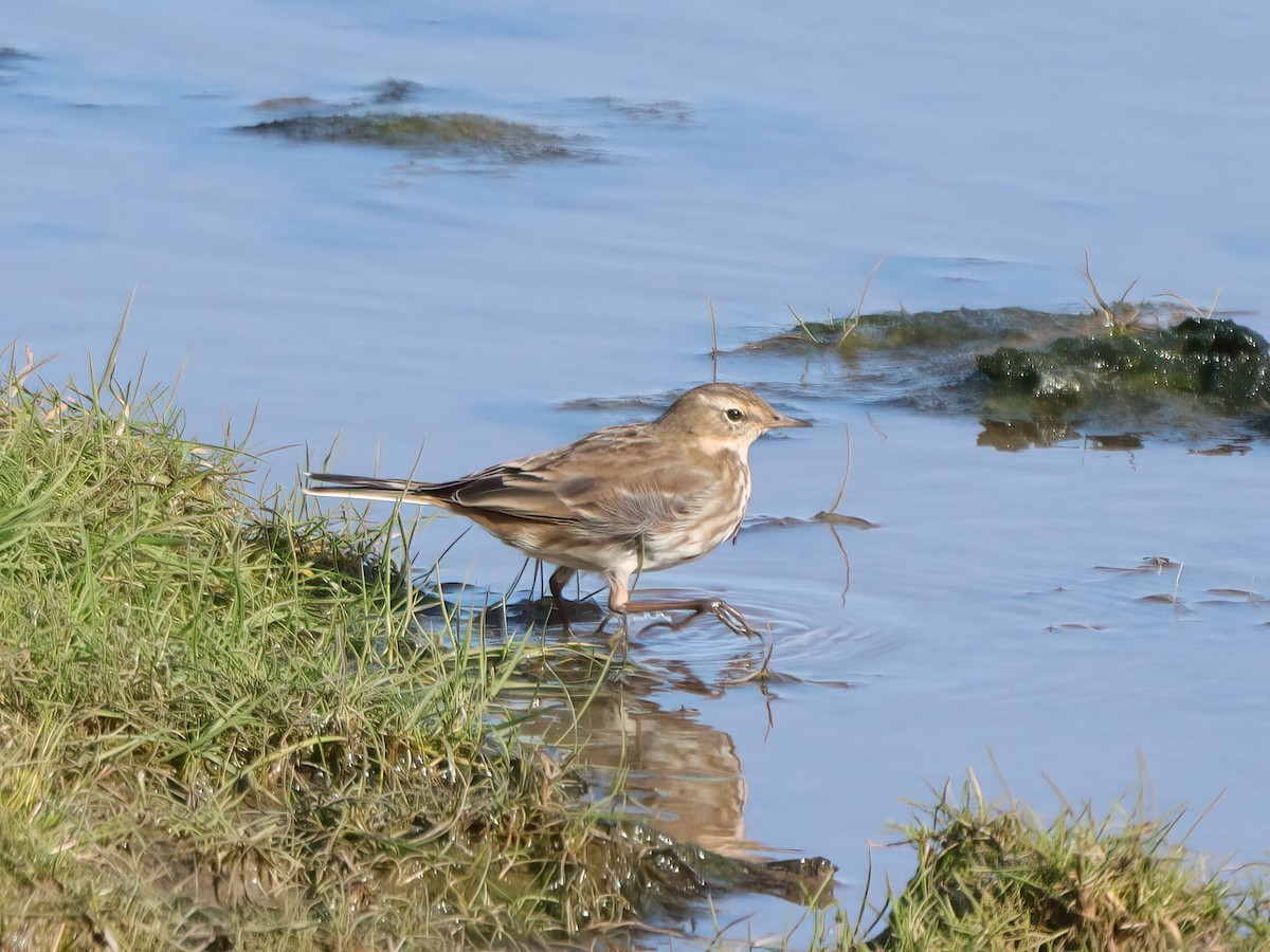 Water Pipit - ML615687135