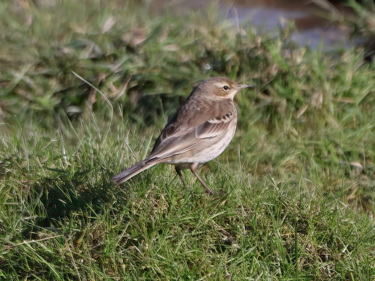 Water Pipit - ML615687136