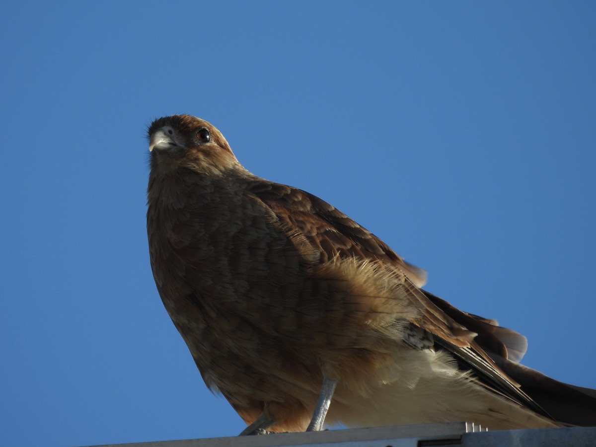 Chimango Caracara - ML615687303