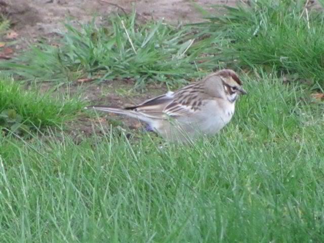 Lark Sparrow - Muskoka Bird Records Data