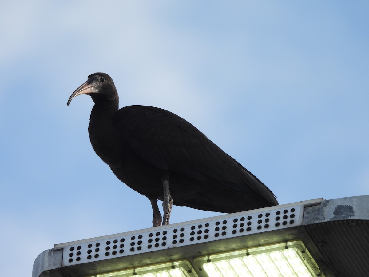 Bare-faced Ibis - ML615687323