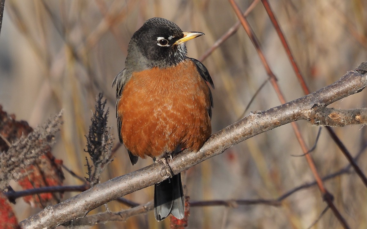 American Robin - ML615687479