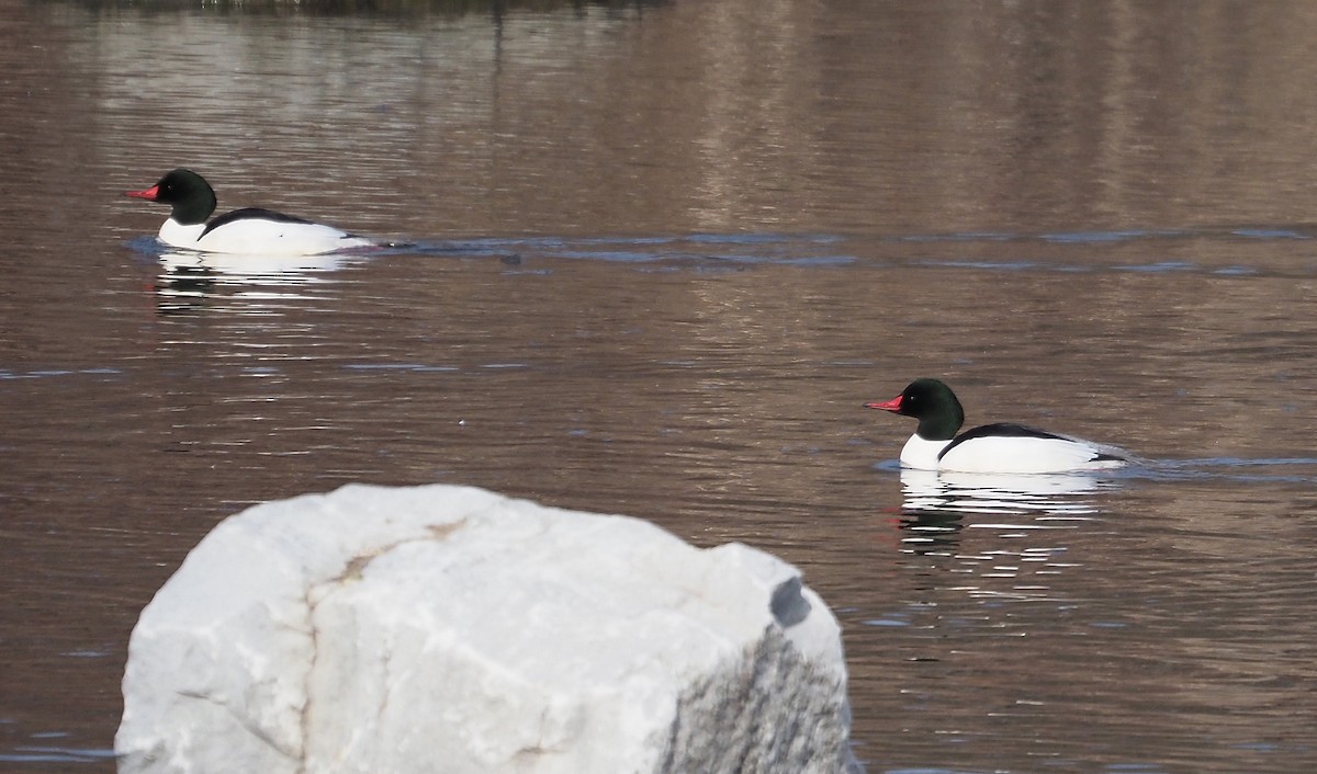 Common Merganser - ML615687488