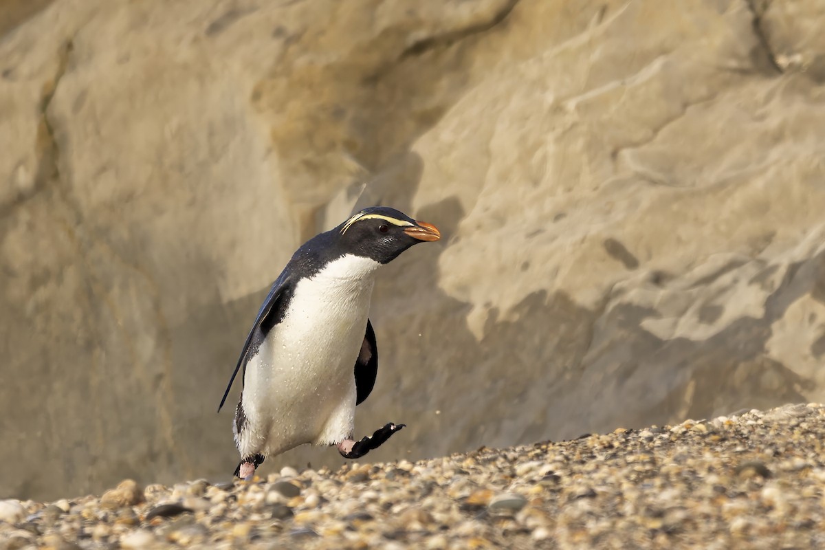Fiordland Penguin - ML615687512