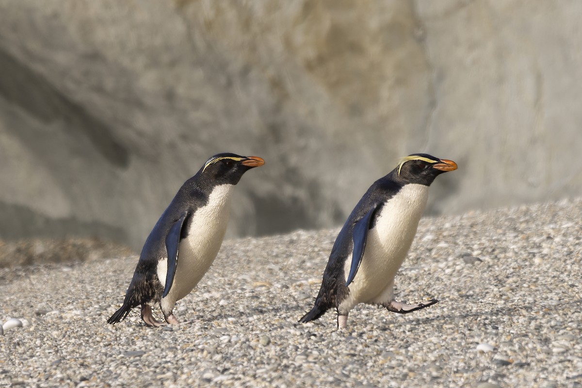 Fiordland Penguin - ML615687517