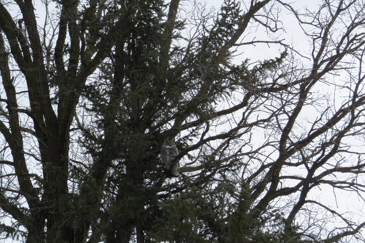 Great Horned Owl - Alan Collier