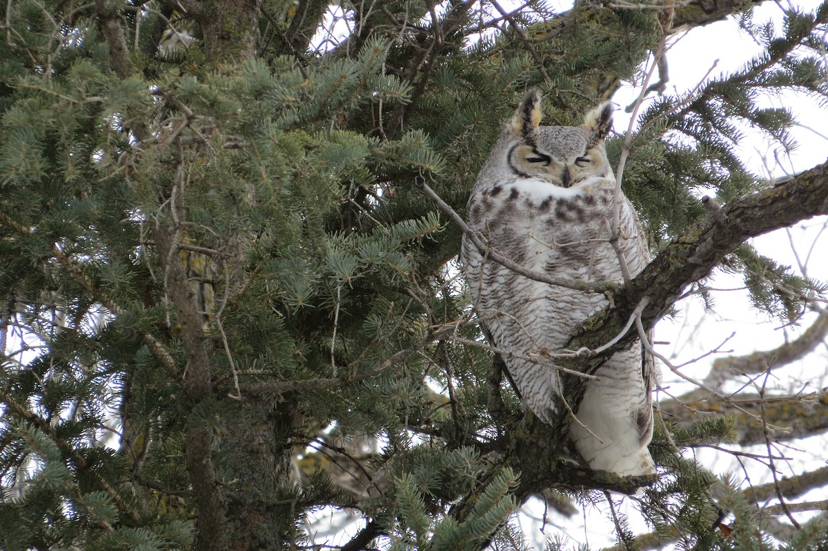 Great Horned Owl - Alan Collier