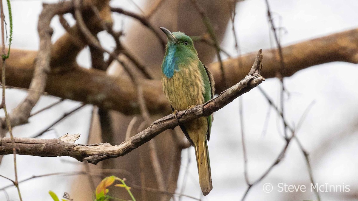 Blue-bearded Bee-eater - Steve McInnis