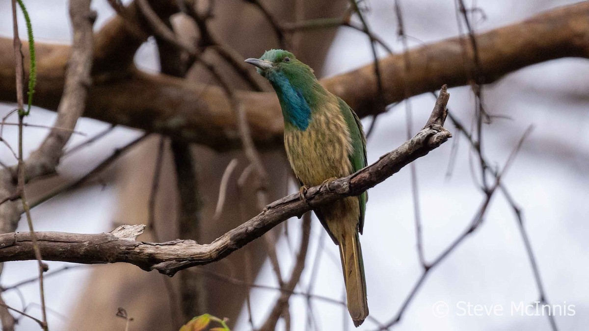 Blue-bearded Bee-eater - ML615687592