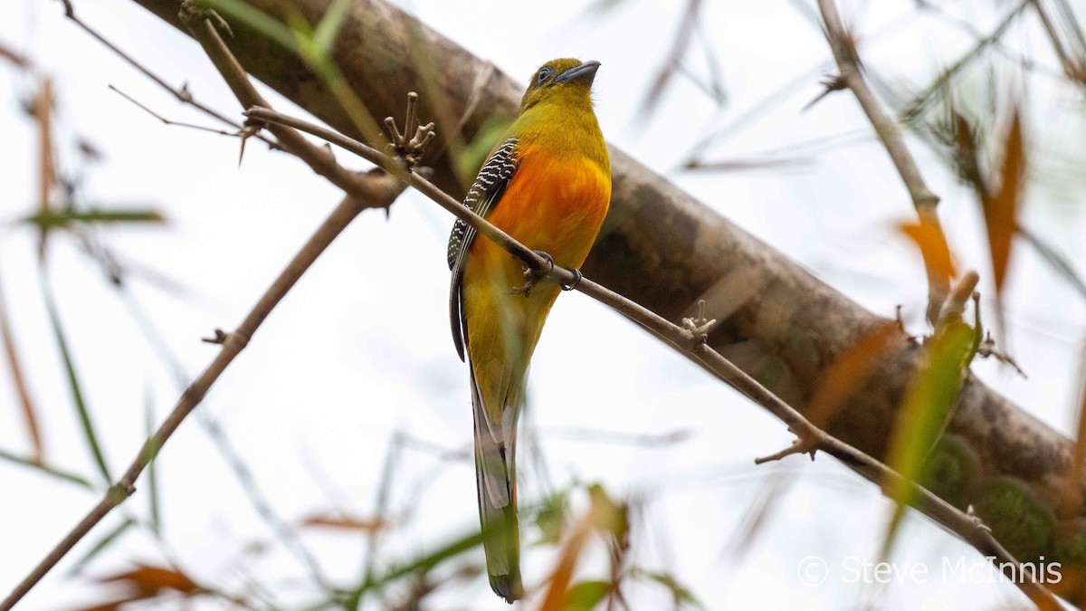 Orange-breasted Trogon - Steve McInnis