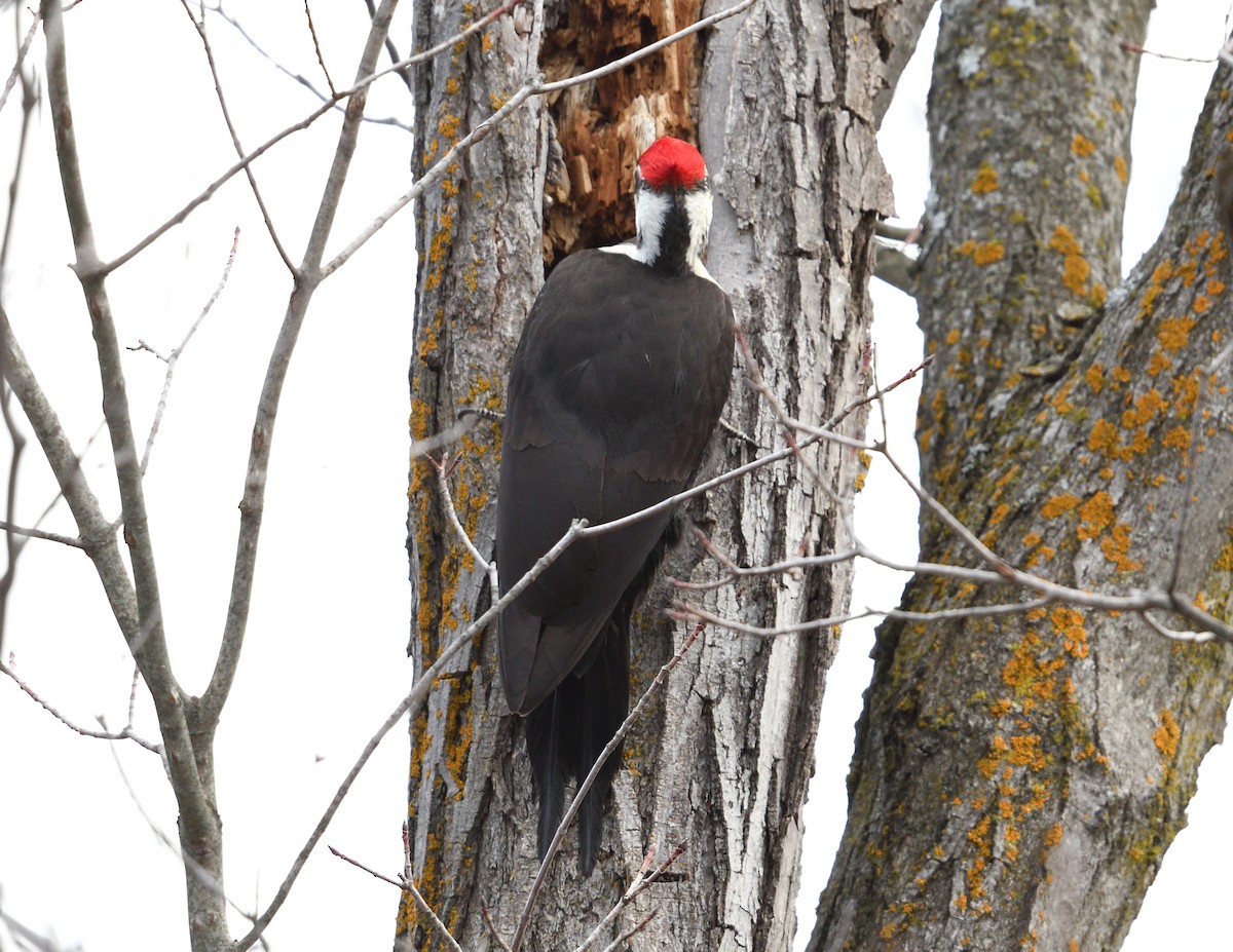 Pileated Woodpecker - ML615687668