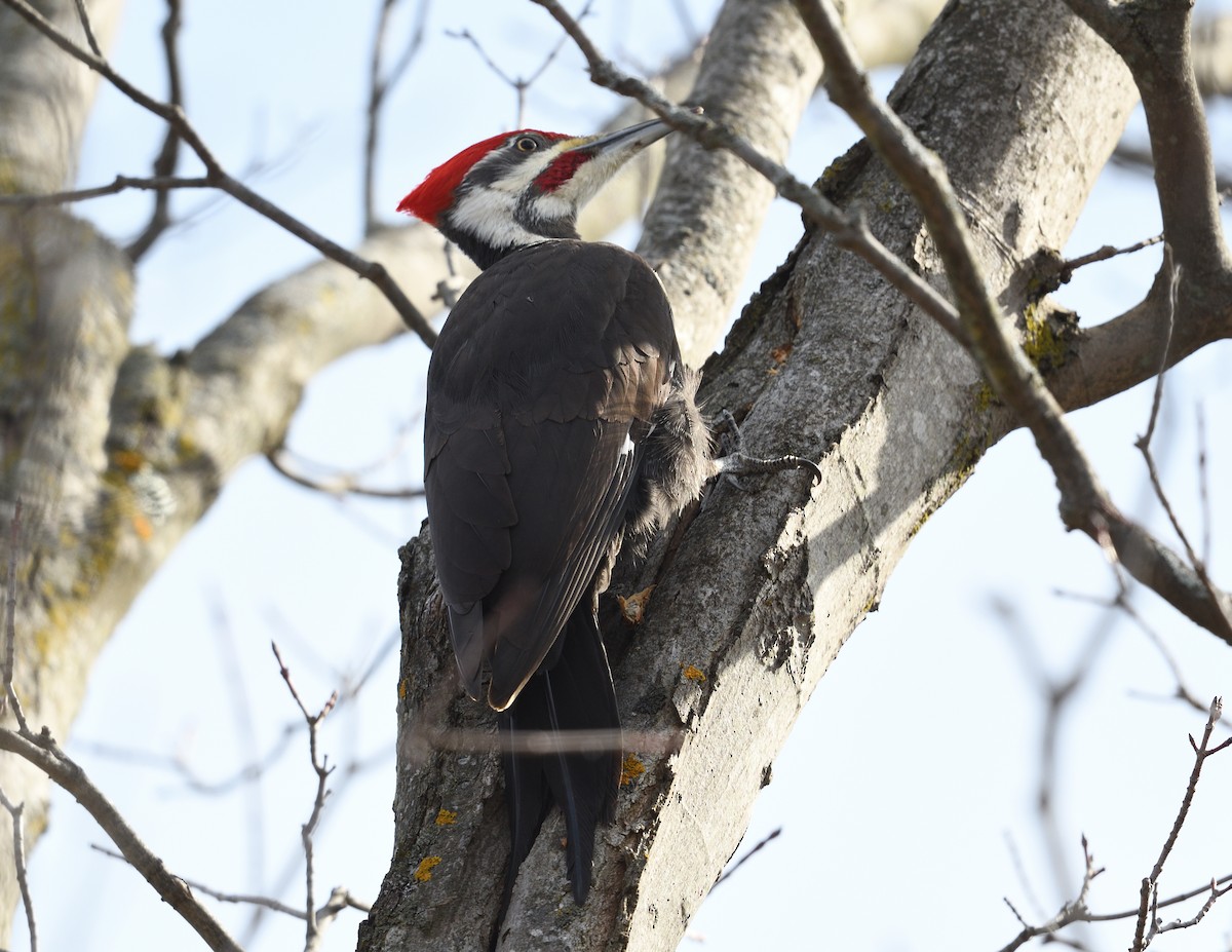 Pileated Woodpecker - ML615687671