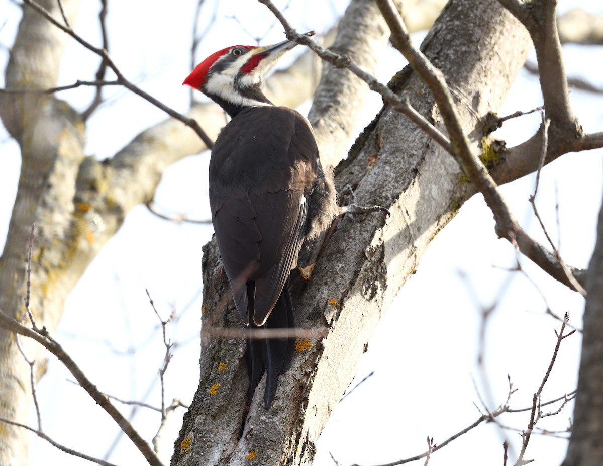 Pileated Woodpecker - ML615687672